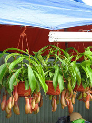 Giá Các Loại Hoa Treo