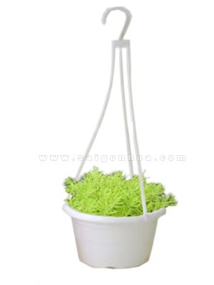 Mười Giờ Úc Chậu Treo