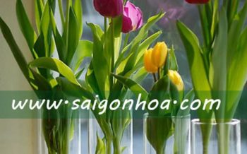 Hoa Tulip Cu Trong Nuoc
