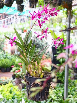 Hoa Lan Dendro Nắng Treo
