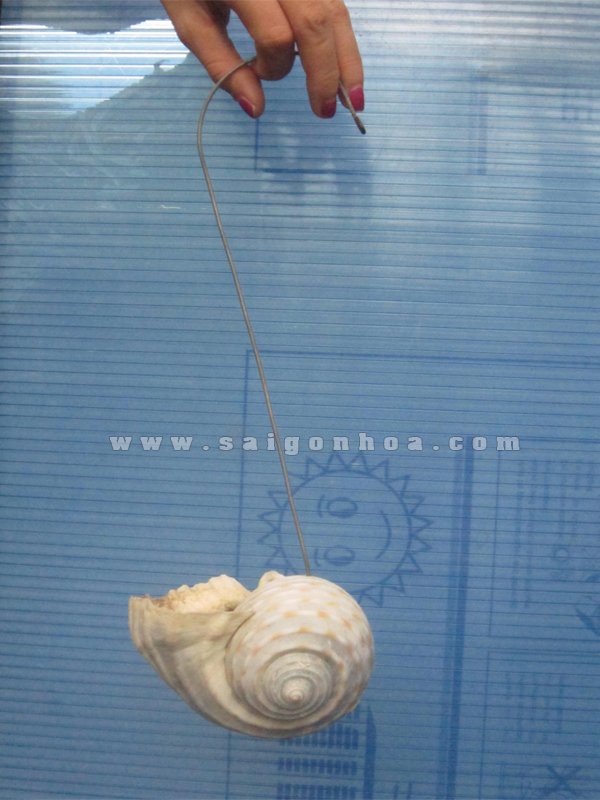 Chậu Treo Vỏ Ốc