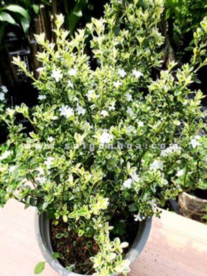 Cây Bạch Tuyết Mai