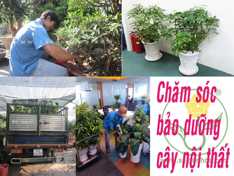 cham soc bao duong cay noi that