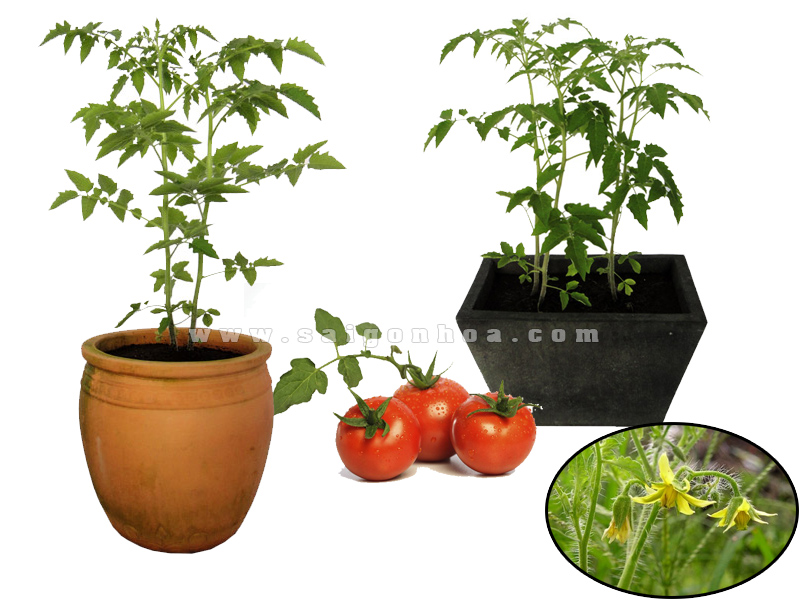Cây cà chua là loài cây quen thuộc trong cuộc sống hàng ngày. Cùng đến với hình ảnh của cây cà chua, để hiểu thêm về đặc tính và công dụng của cây trong cuộc sống.