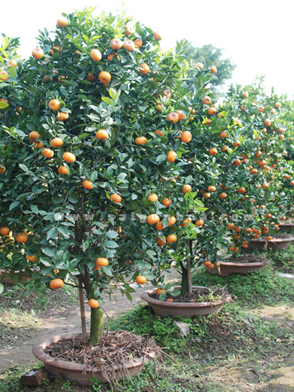 Hướng dẫn cách trồng cây ăn quả trong chậu 