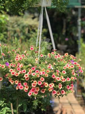 Chậu Treo Hoa Triệu Chuông