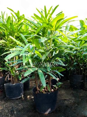 Cây Mật Cật-Cây Trúc Mây