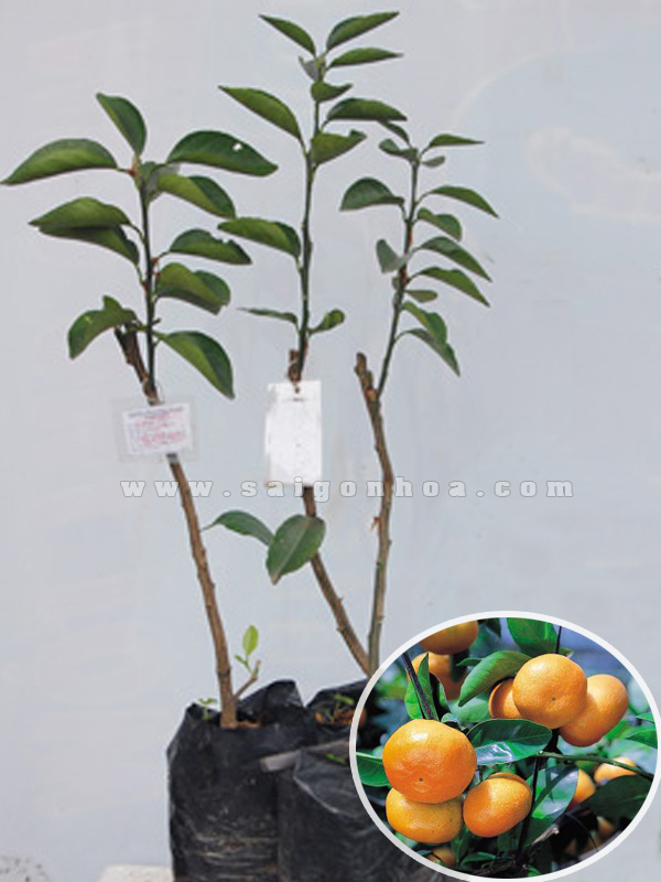 Cây Quýt