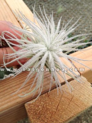 Cây Không Khí Bạch Tuyết