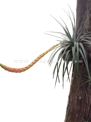 Cây không khí đuôi cáo