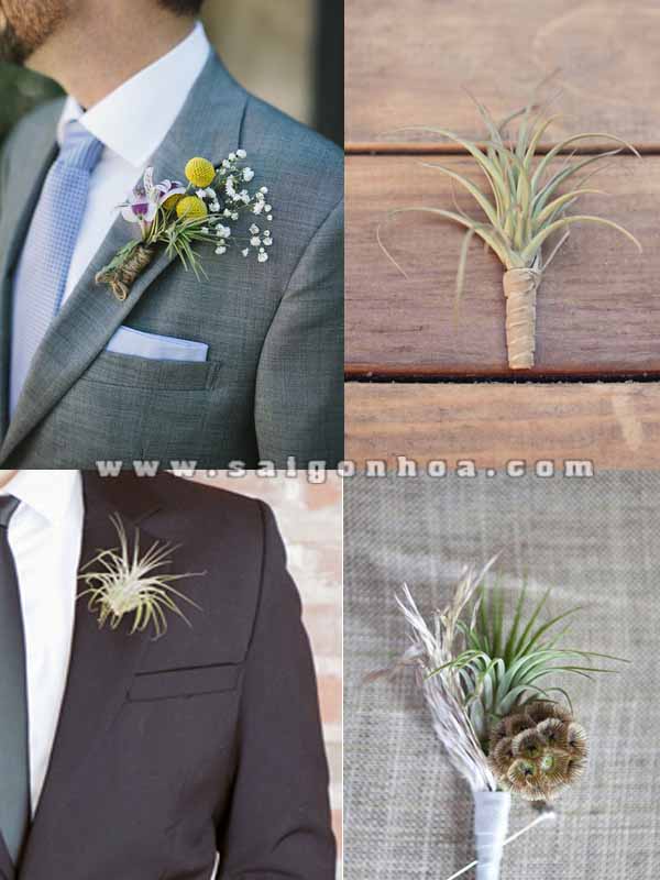 cay khong khi hoa cuoi 6