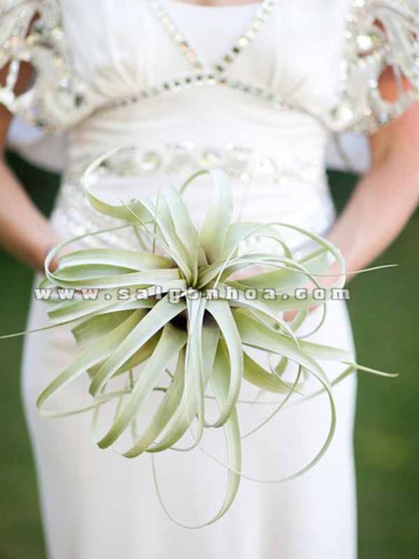 cay khong khi hoa cuoi