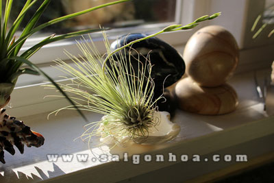 cay khong khi hong hanh 9