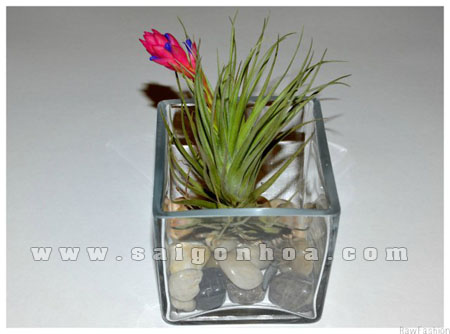 cay khong khi hong hanh trong chau thuy tinh