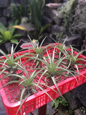 Cây Không Khí Phong Vân Tiểu Cảnh Sa Mạc