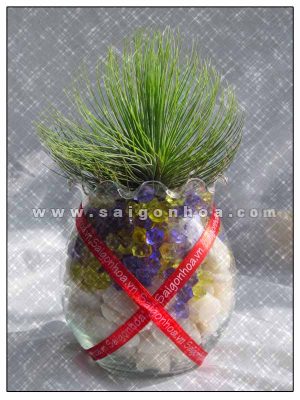 Tiểu Cảnh Cây Không Khí Sao Mai