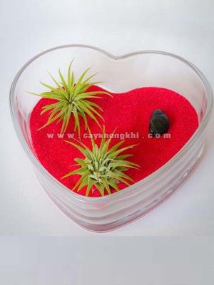 Cây Không Khí Trái Tim Tình Yêu