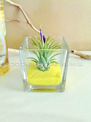 Cây Không Khí Chậu Thủy Tinh Vuông