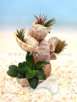 Cây không khí hoa ốc