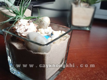 cay khong khi voi soi