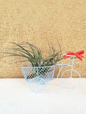 Cây Không Khí Xe Đạp Mini
