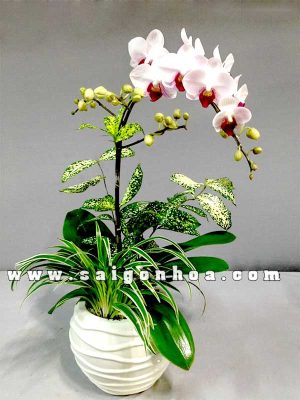 Lan Hồ Điệp Mini