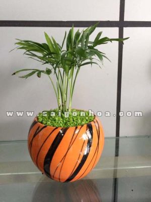 Cây May Mắn Cau Tiểu Trâm
