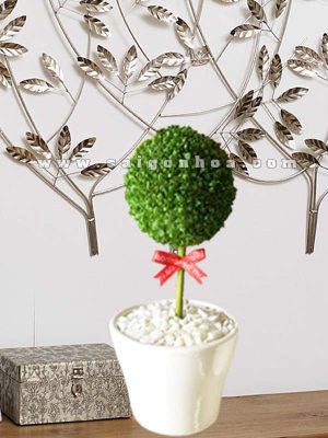 Cây May Mắn Quả Cầu