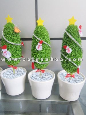Chậu Cây May Mắn Cây Thông Giáng Sinh