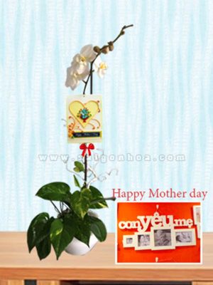 Hoa Lan Hồ Điệp Ngày Của Mẹ