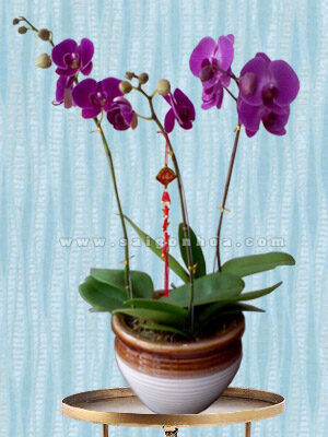 Hoa Lan Hồ Điệp Tím Chậu 3 Cành