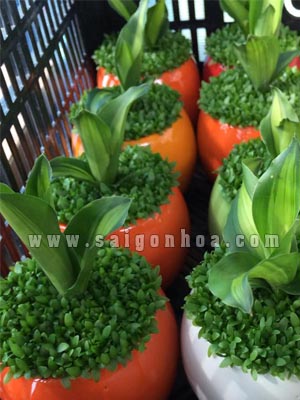 chau may man phat tai 3