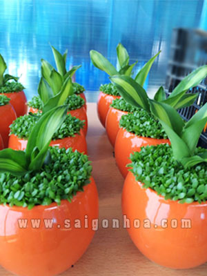 chau may man phat tai mau cam