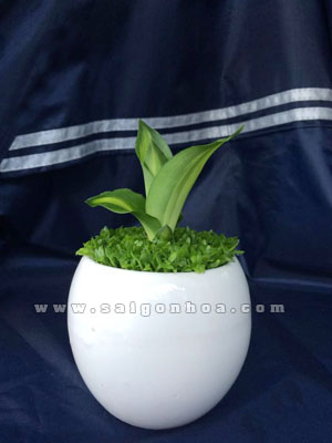 chau may man phat tai