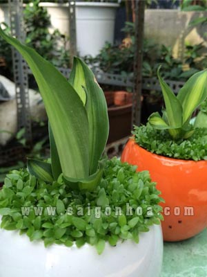 co may man va cay phat tai