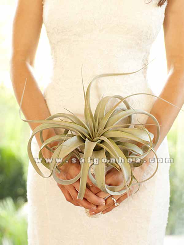 hoa cuoi cay khong khi la bac