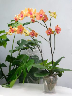 Hoa Lan Hồ Điệp Cam