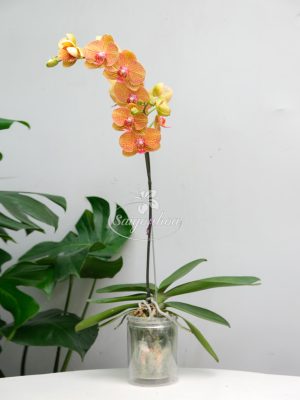 Hoa Lan Hồ Điệp Cam Sọc