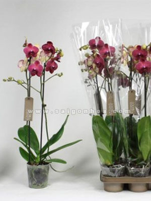 Lan Hồ Điệp Loại C