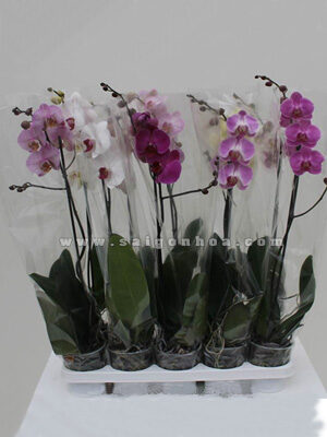 Lan Hồ Điệp Loại B