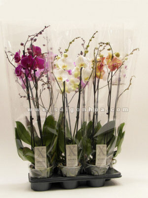 Hoa Lan Hồ Điệp Màu Khác