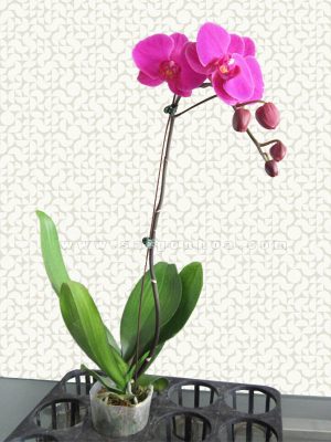 Hoa Lan Hồ Điệp Tím