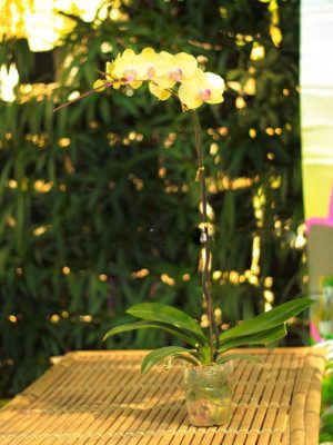 Hoa Lan Hồ Điệp Vàng