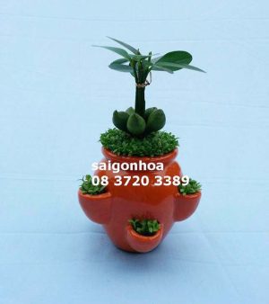 Cây May Mắn-Tài Lộc 6 Túi