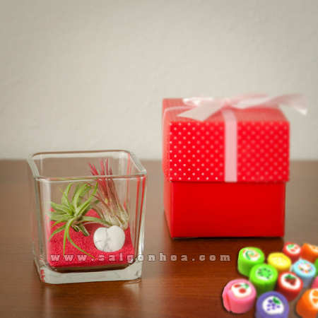 qua tang cay khong khi