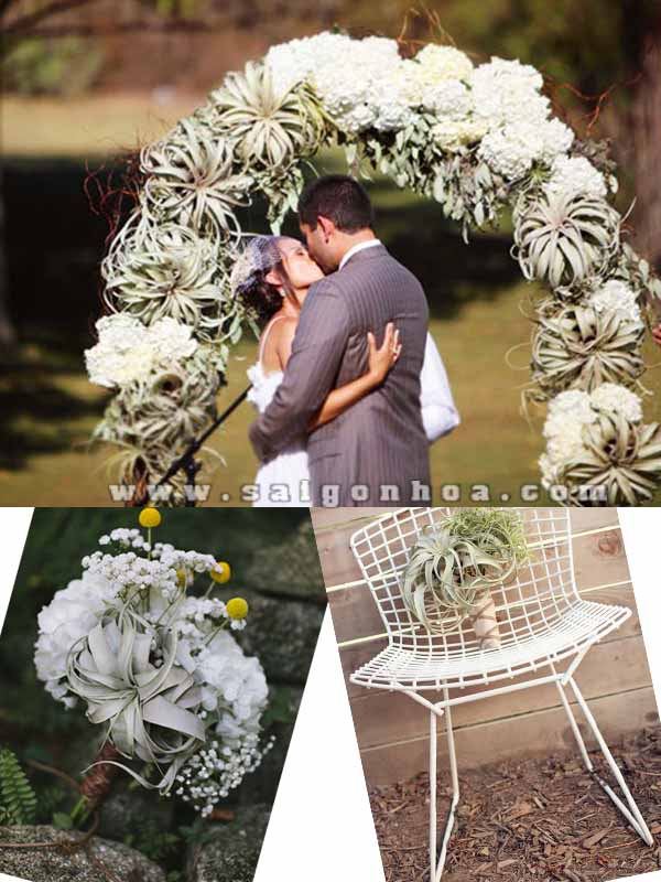 tiec cuoi voi cay khong khi