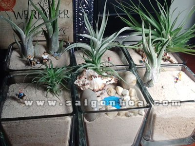 tieu canh cay khong khi va cat