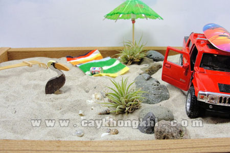 tieu canh cay khong khi