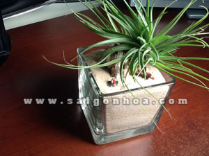 tieu canh cay khong khi