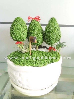 Tiểu Cảnh May Mắn Đồi Thông